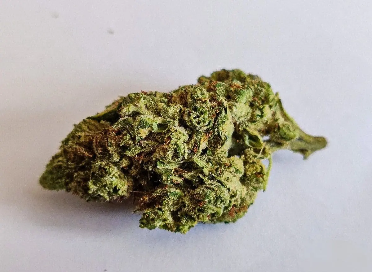 odmiana Blood Orange Kush