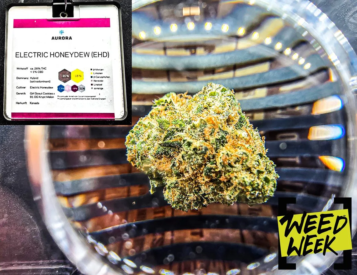medyczna marihuana odmiana ehd