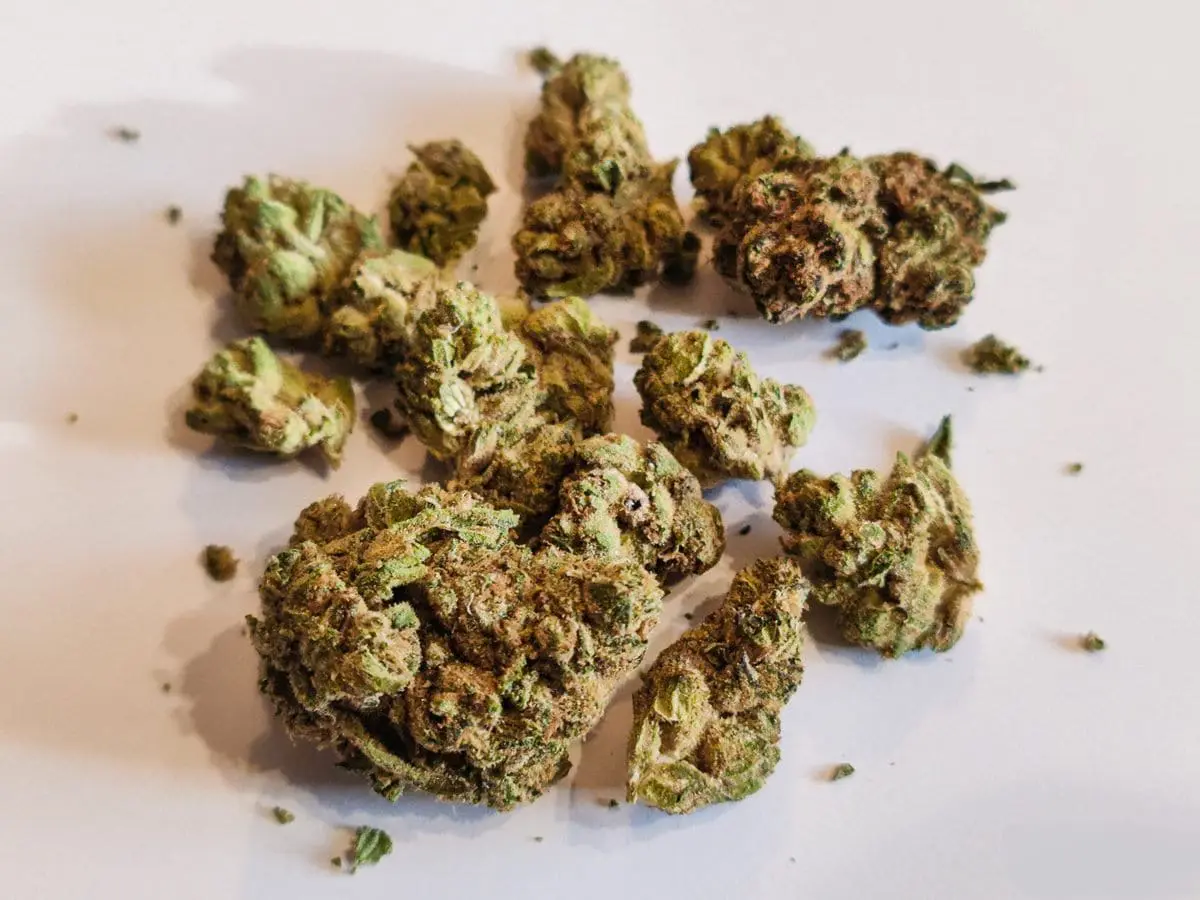 odmiana kush mints