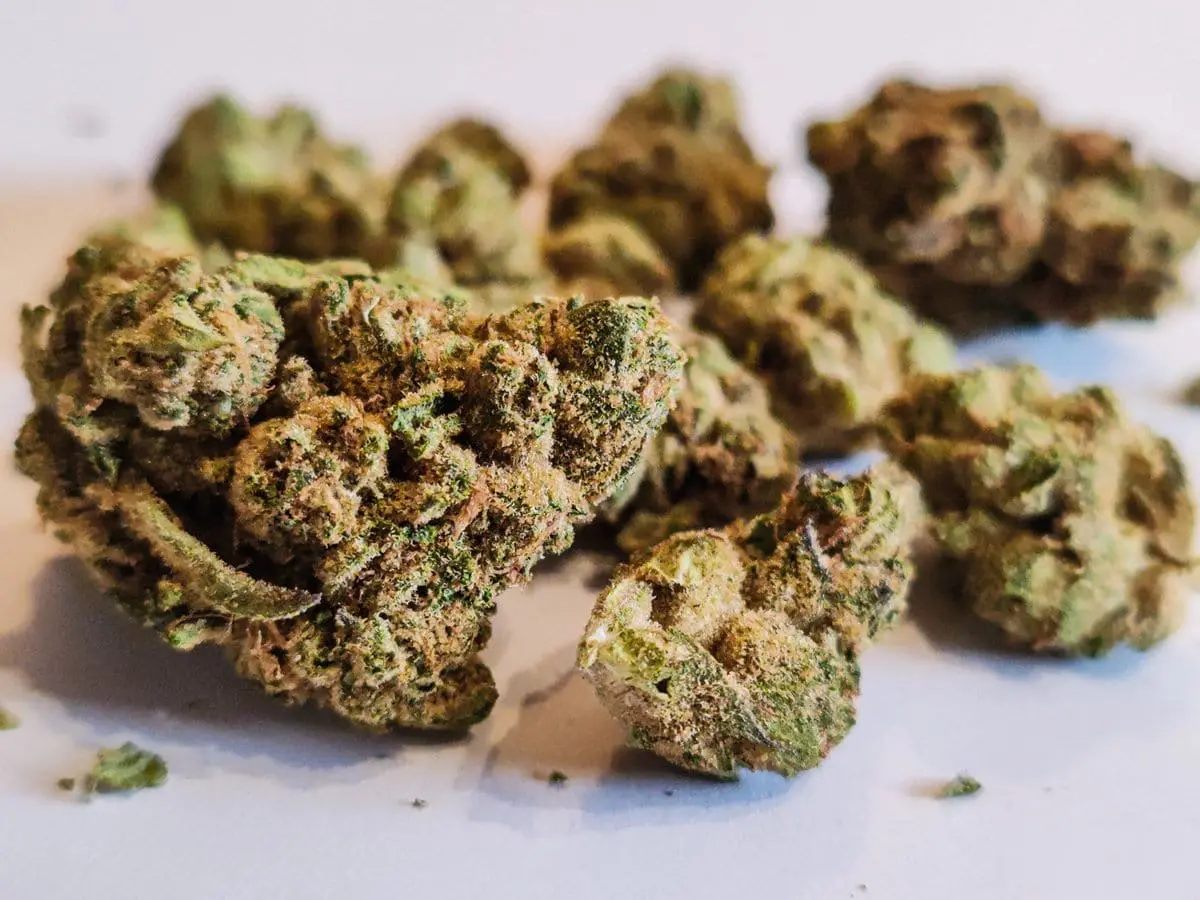 odmiana kush mints