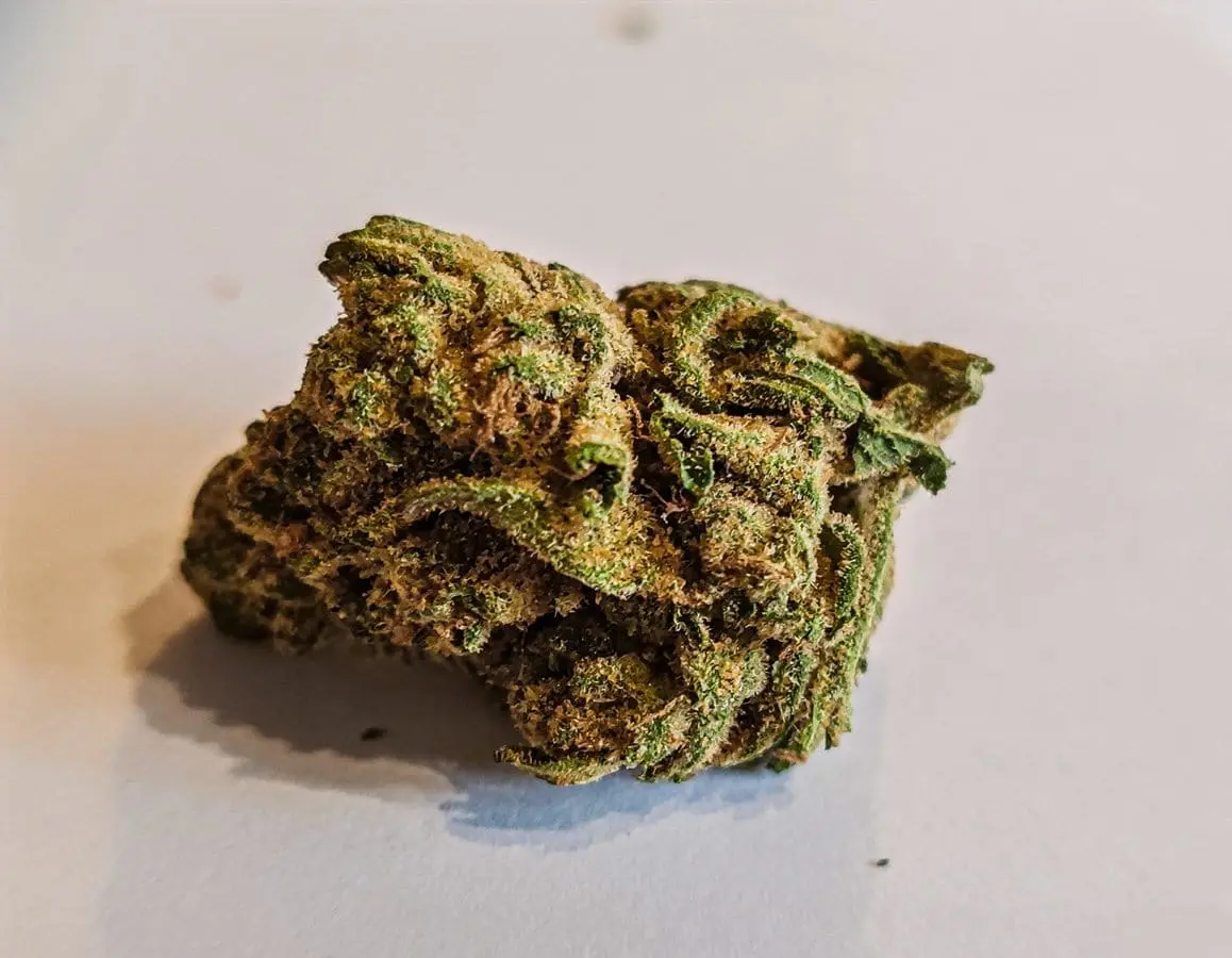 odmiana kush mints