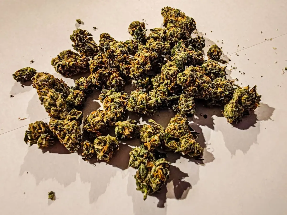 medyczna marihuana odmiana gmo