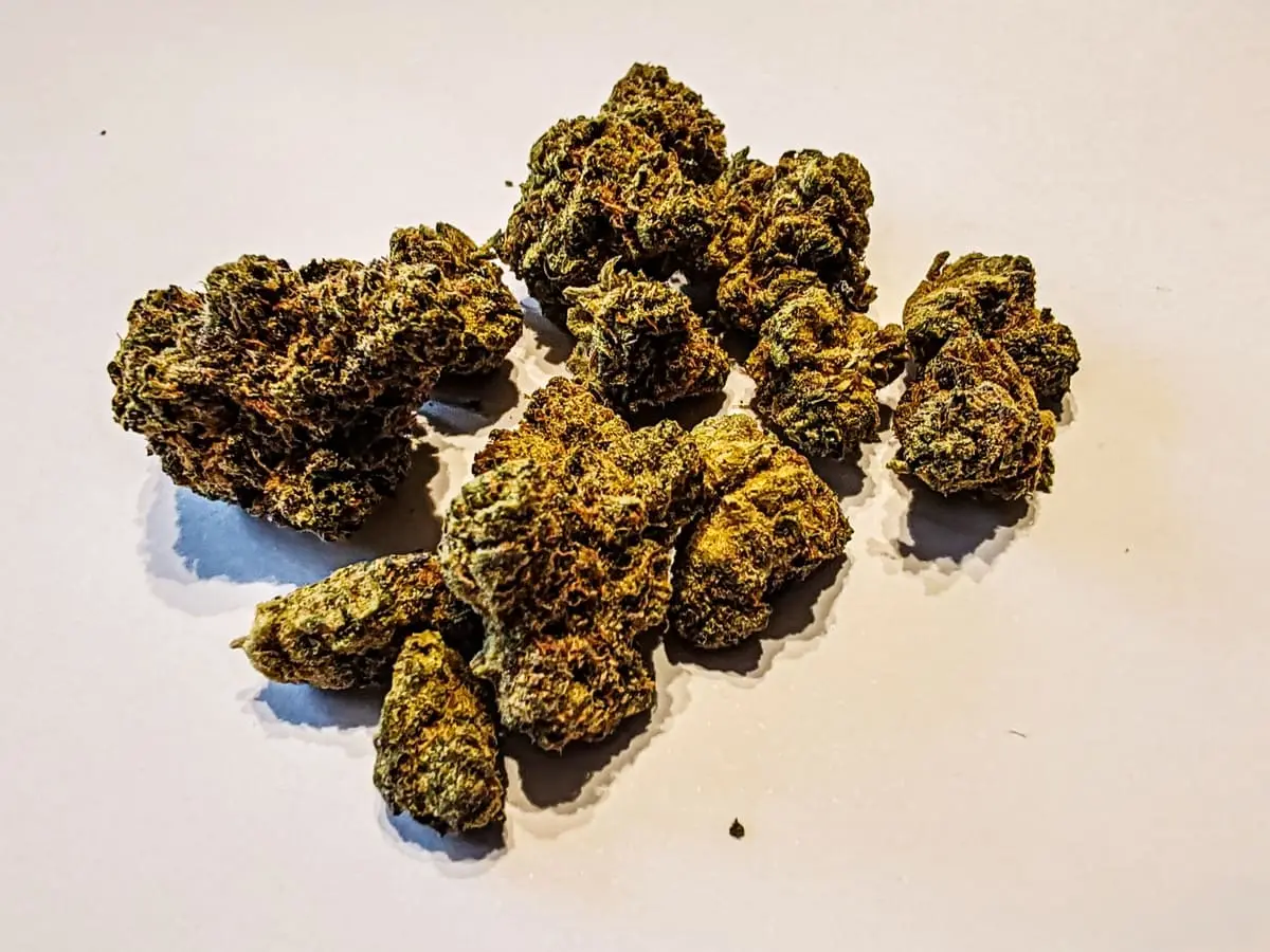 odmiana orange cake