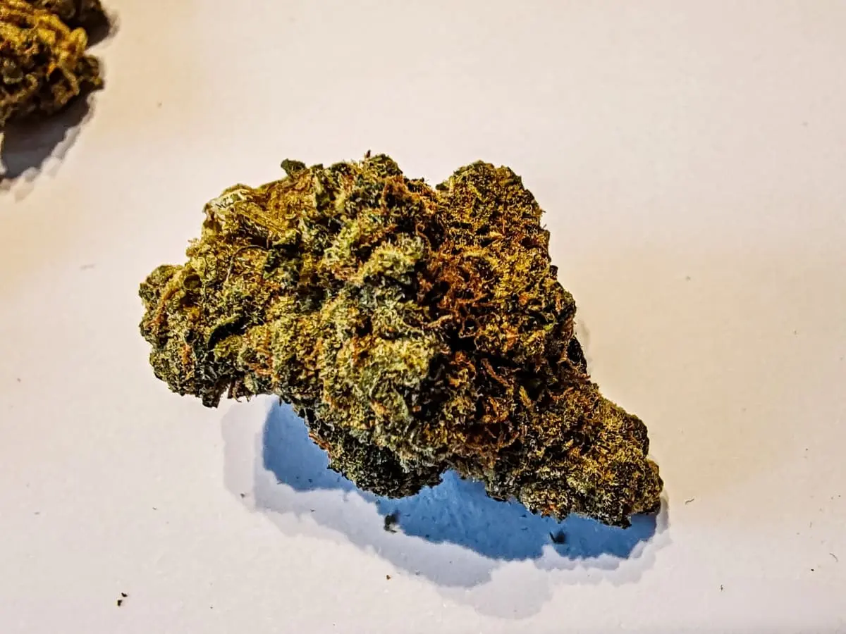 odmiana orange cake