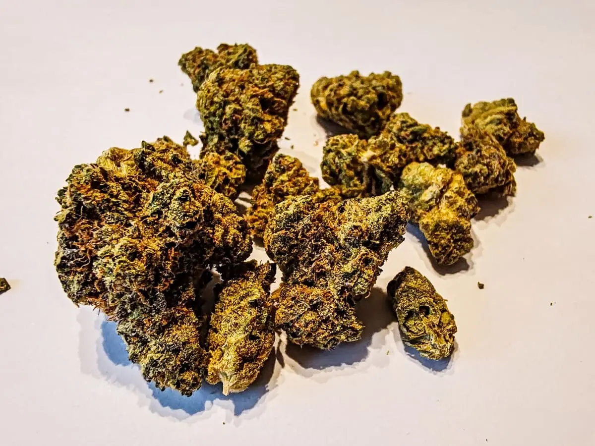 odmiana orange cake