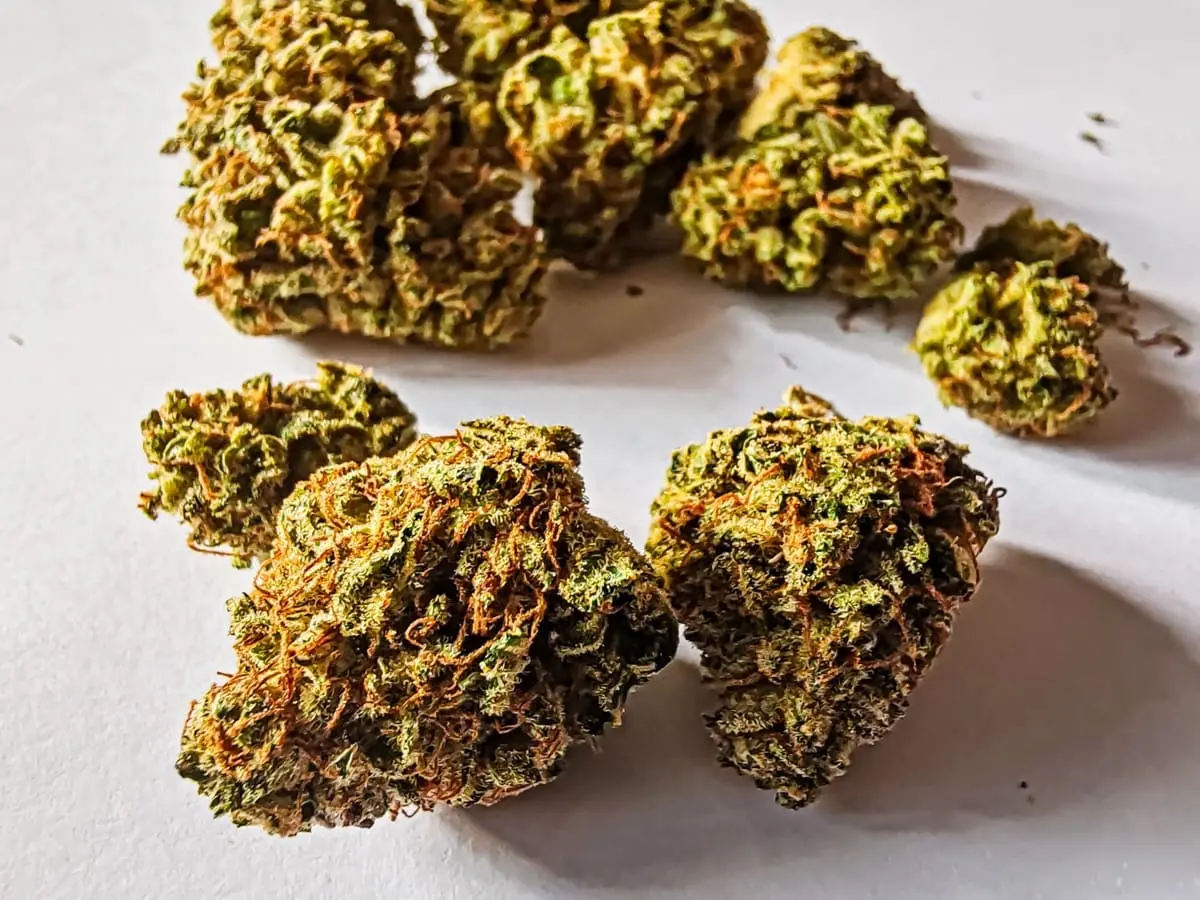 odmiana lilac diesel